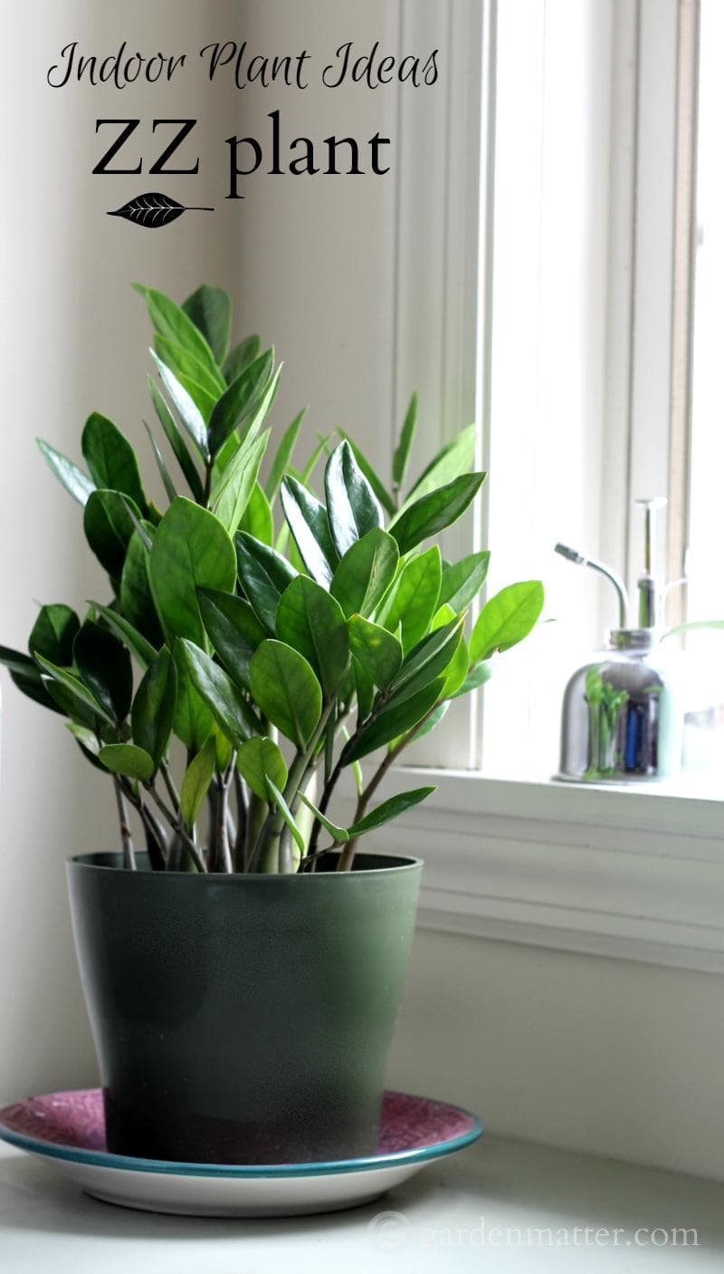 Indoor Plant Ideas: The ZZ Plant – Dan330
